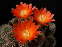 Thumbnail of 1156_Rebutia margarethae_20160509(1).JPG